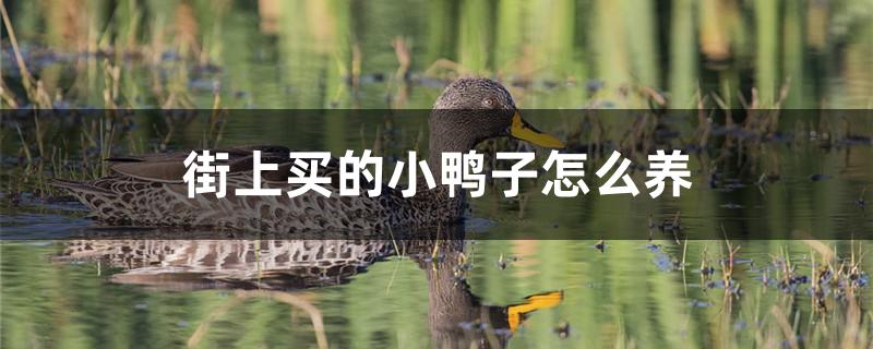 街上买的小鸭子怎么养