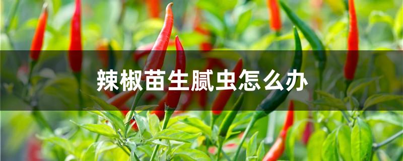 辣椒苗生腻虫怎么办