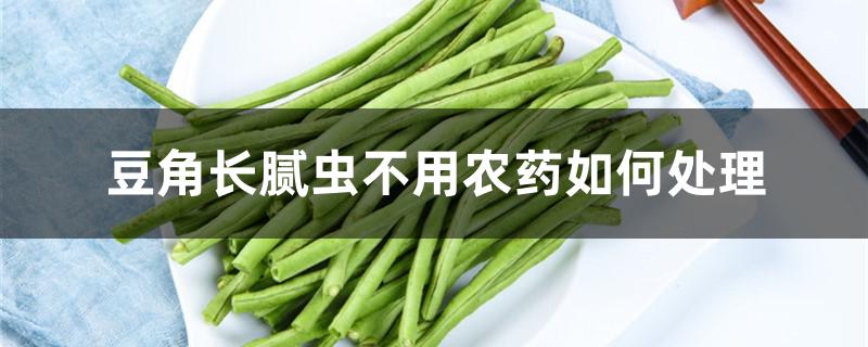 豆角长腻虫不用农药如何处理