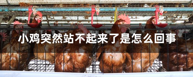 小鸡突然站不起来了是怎么回事