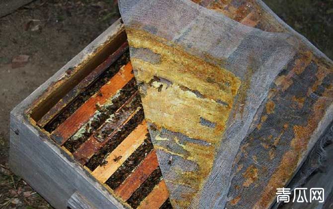 蜂胶在蜂巢的什么地方？