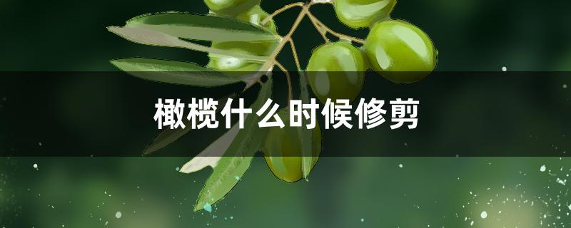 橄榄什么时候修剪