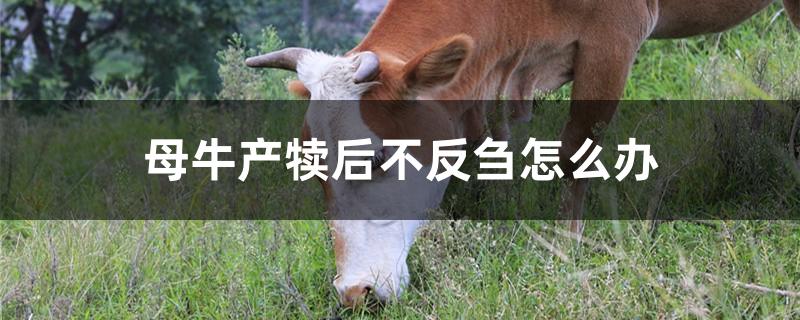 母牛产犊后不反刍怎么办