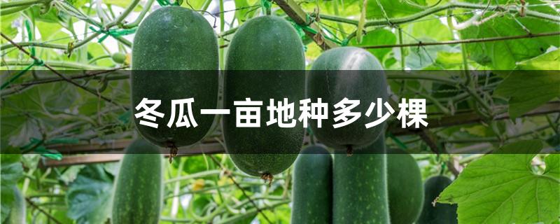 冬瓜一亩地种多少棵