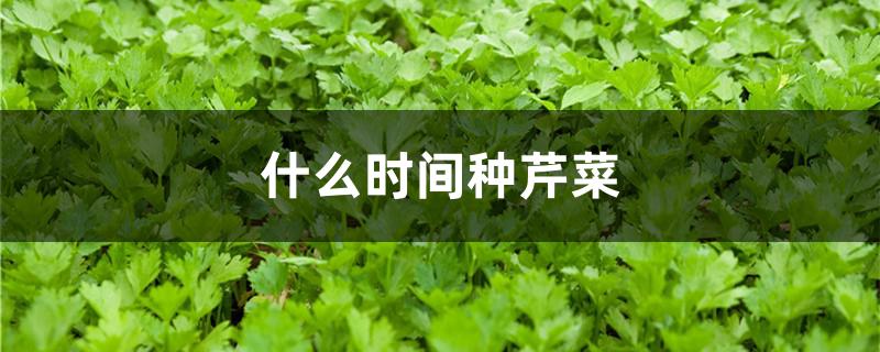 什么时间种芹菜