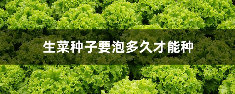 生菜种子要泡多久才能种