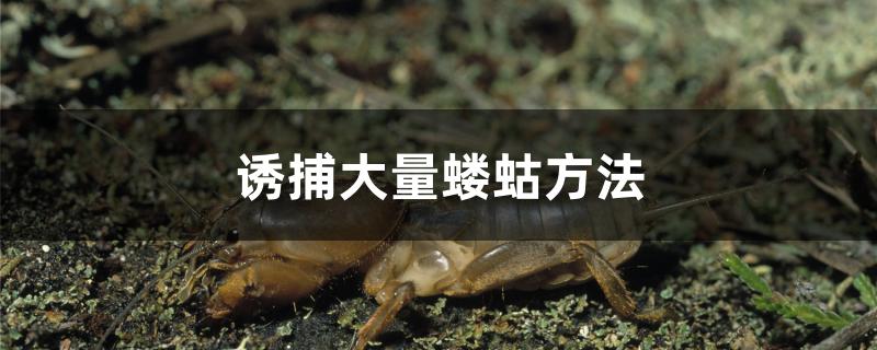 诱捕大量蝼蛄方法