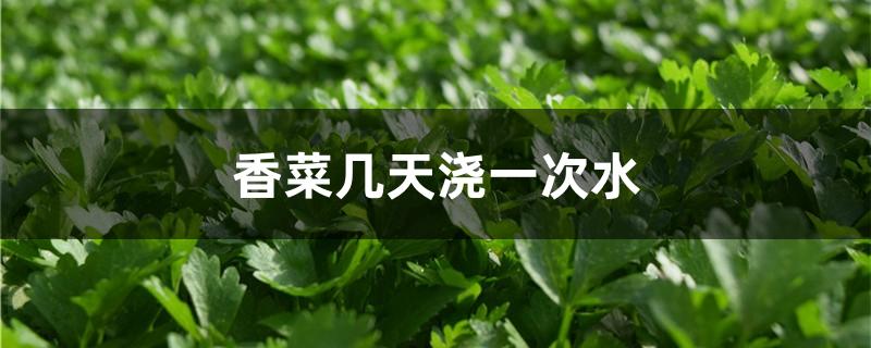 香菜几天浇一次水