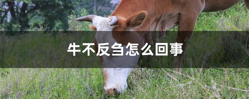 牛不反刍怎么回事