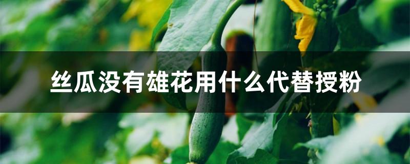 丝瓜没有雄花用什么代替授粉