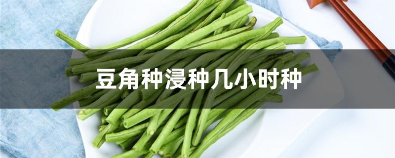 豆角种浸种几小时种