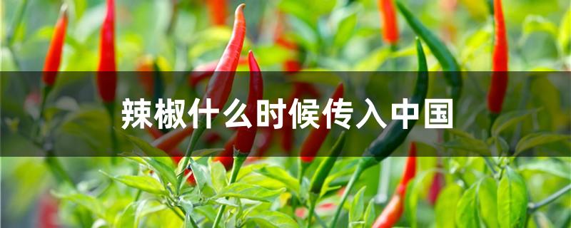 辣椒什么时候传入中国