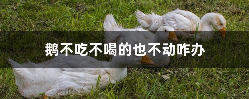 鹅不吃不喝的也不动咋办