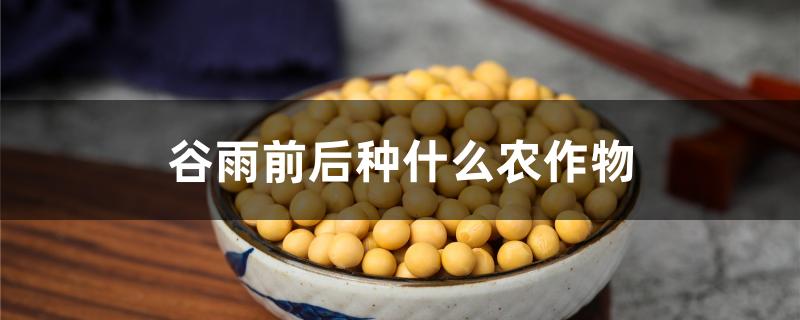 谷雨前后种什么农作物
