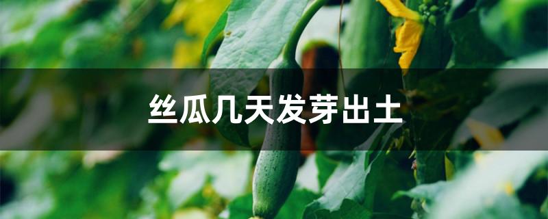 丝瓜几天发芽出土