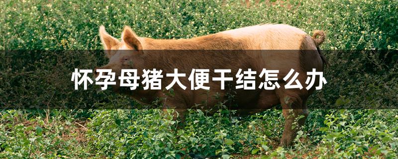 怀孕母猪大便干结怎么办