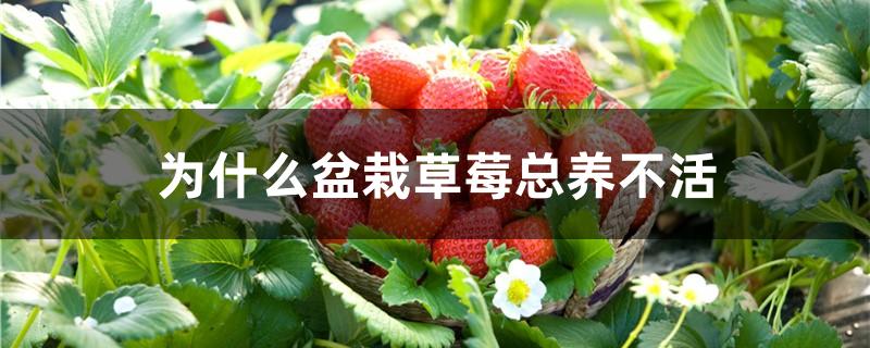 为什么盆栽草莓总养不活
