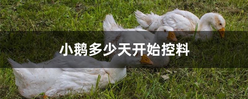 小鹅多少天开始控料