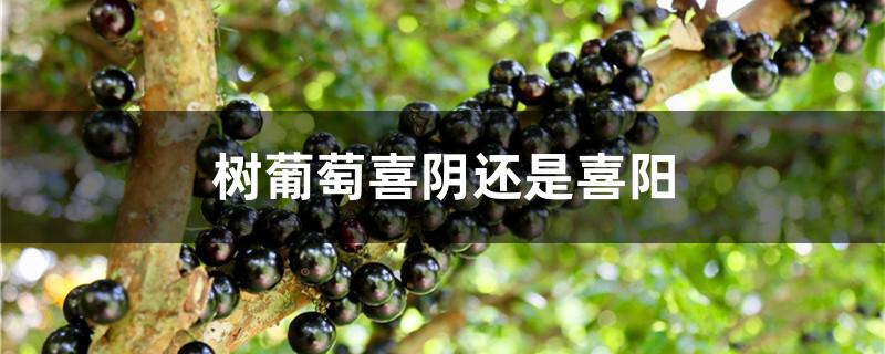 树葡萄喜阴还是喜阳