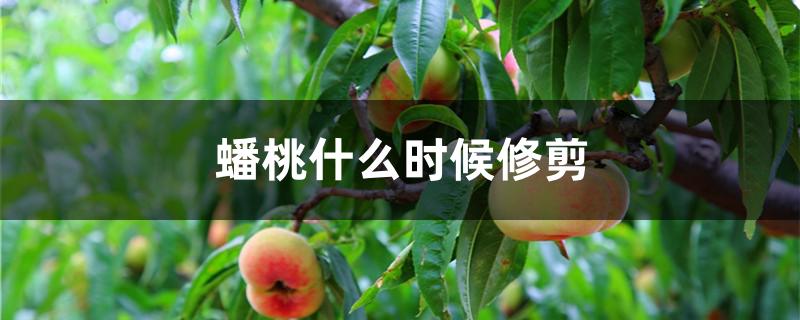 蟠桃什么时候修剪