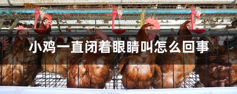 小鸡一直闭着眼睛叫怎么回事