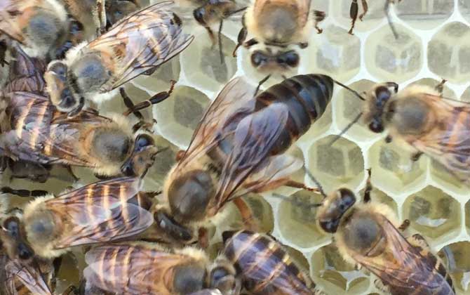 工蜂的确能变成蜂王吗？