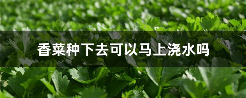 香菜种下去可以马上浇水吗