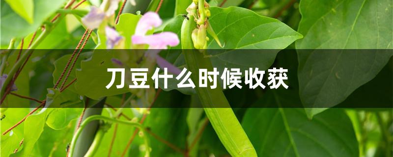 刀豆什么时候收获