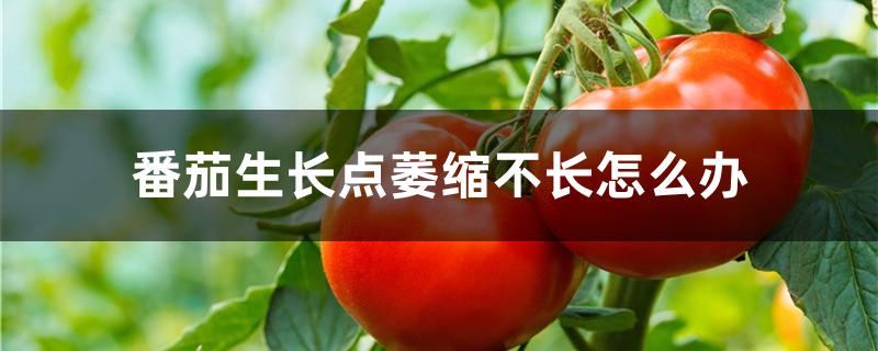 番茄生长点萎缩不长怎么办