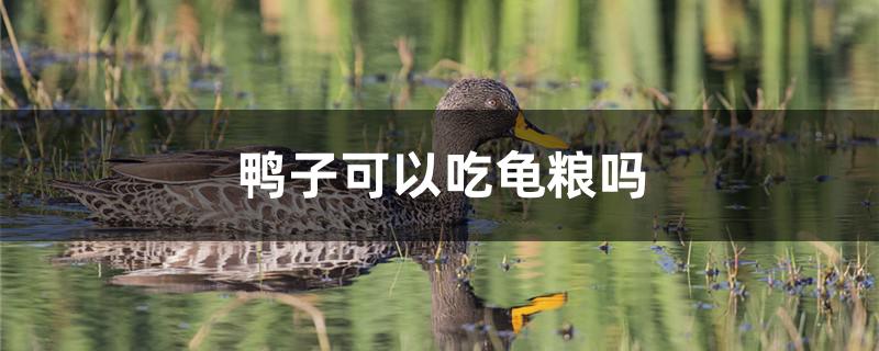 鸭子可以吃龟粮吗