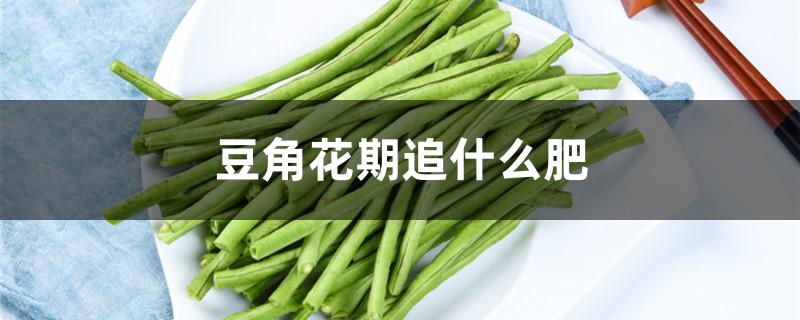 豆角花期追什么肥