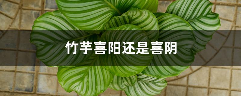 竹芋喜阳还是喜阴