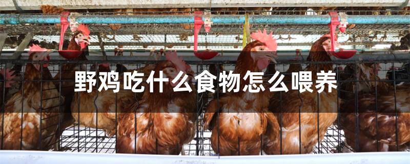 野鸡吃什么食物怎么喂养