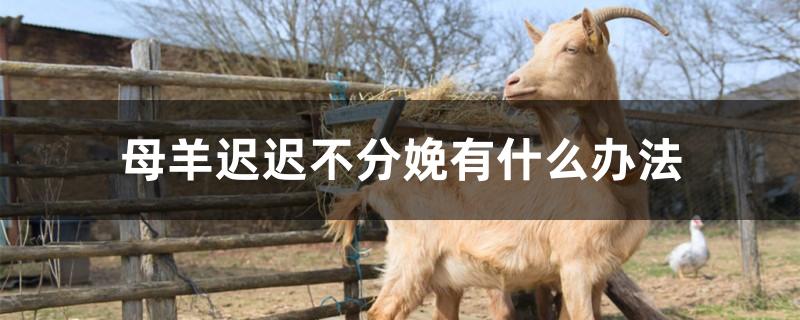 母羊迟迟不分娩有什么办法