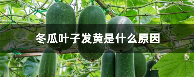 冬瓜叶子发黄是什么原因