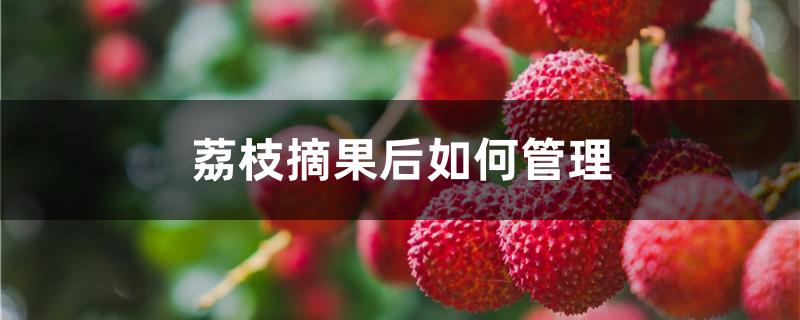 荔枝摘果后如何管理