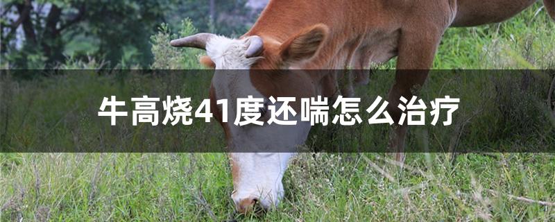 牛高烧41度还喘怎么治疗