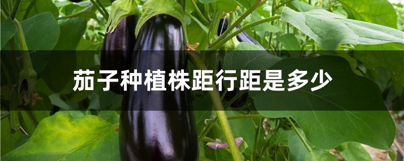 茄子种植株距行距是多少