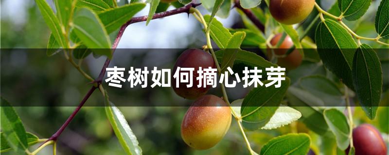 枣树如何摘心抹芽