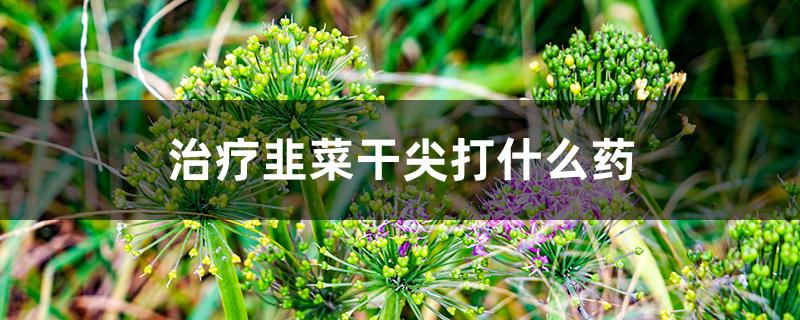 治疗韭菜干尖打什么药