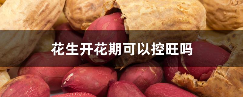 花生开花期可以控旺吗