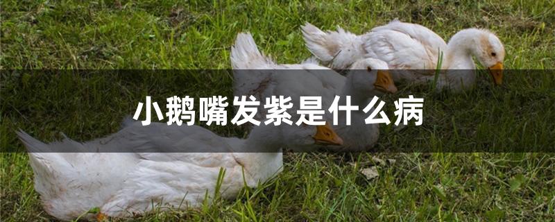 小鹅嘴发紫是什么病