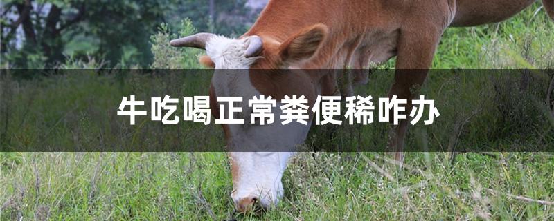 牛吃喝正常粪便稀咋办