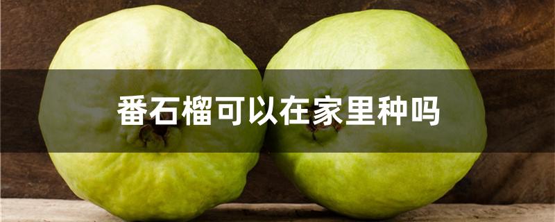 番石榴可以在家里种吗