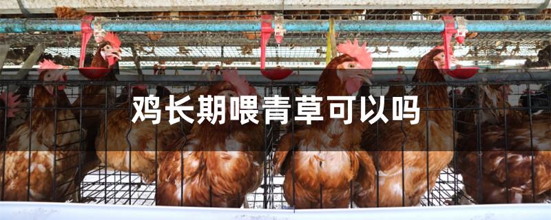 鸡长期喂青草可以吗