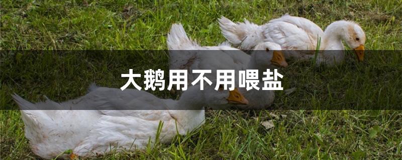 大鹅用不用喂盐