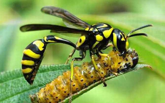 细腰蜂种类及图片大全&amp;lt;/h1&amp;gt;&amp;lt;/div&amp;gt;
&amp;lt;div class=&amp;quo