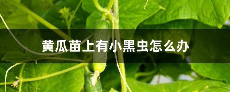 黄瓜苗上有小黑虫怎么办