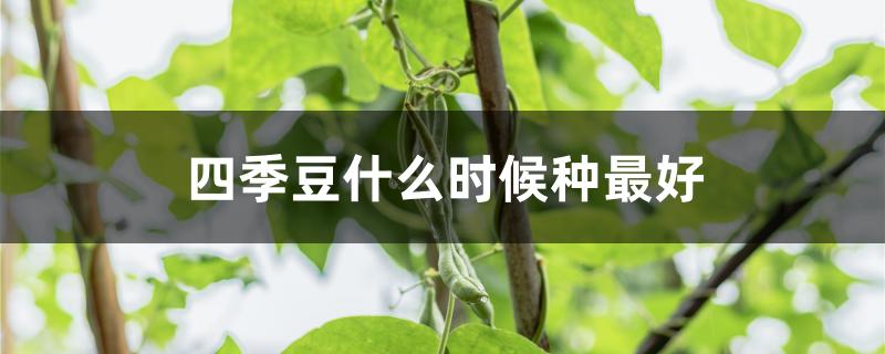 四季豆什么时候种最好