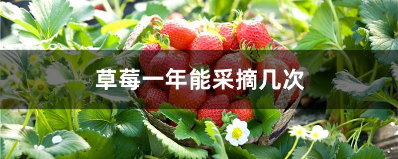 草莓一年能采摘几次